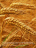Пшеничных зародышей масло нерафинированное 110 мл